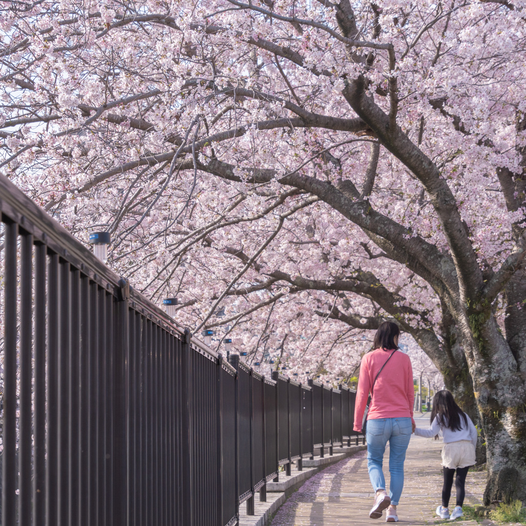 満開の桜と