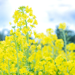 菜の花畑