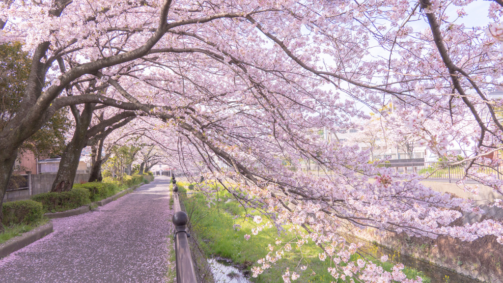 桜並木