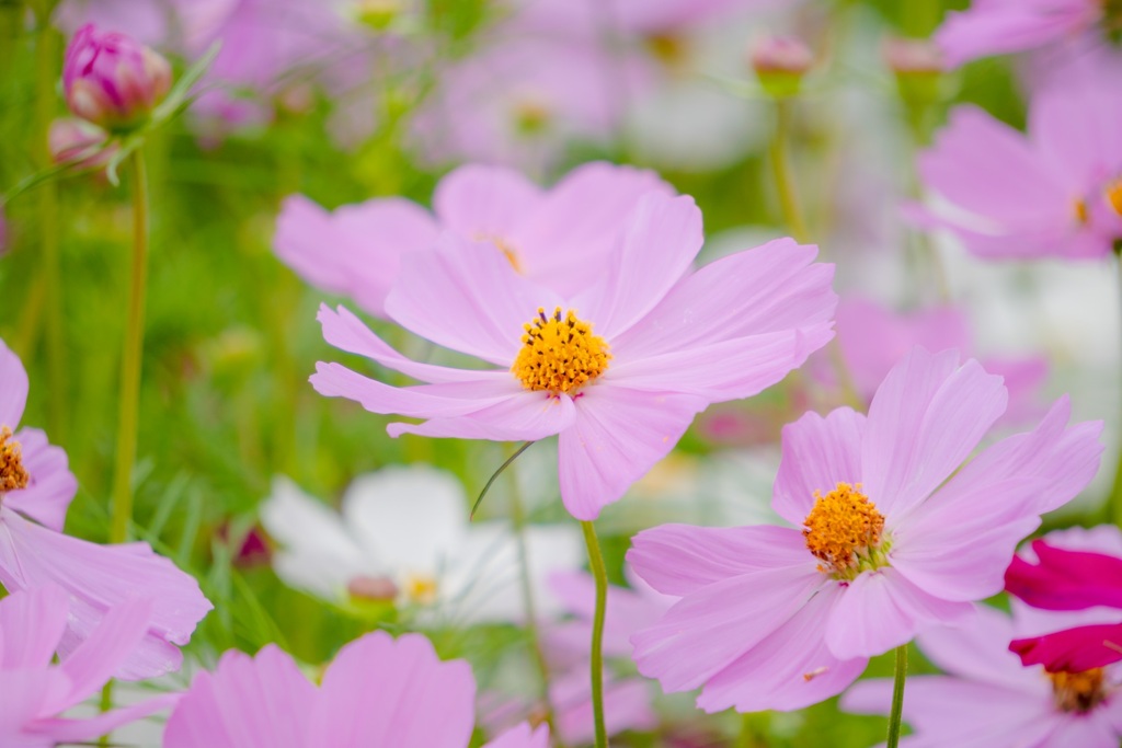 秋桜