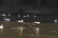 白鳥の流し撮り
