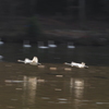 白鳥の流し撮り