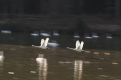 白鳥の流し撮り2