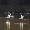 白鳥の流し撮り2
