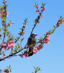 ヒヨドリと桃の花