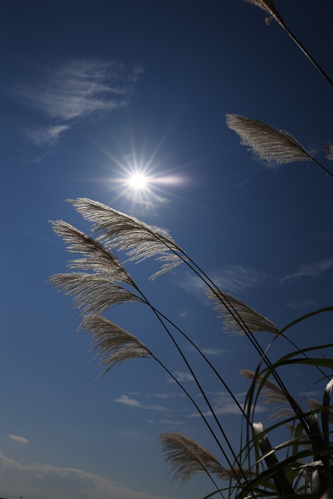 夏の太陽をウニウニ