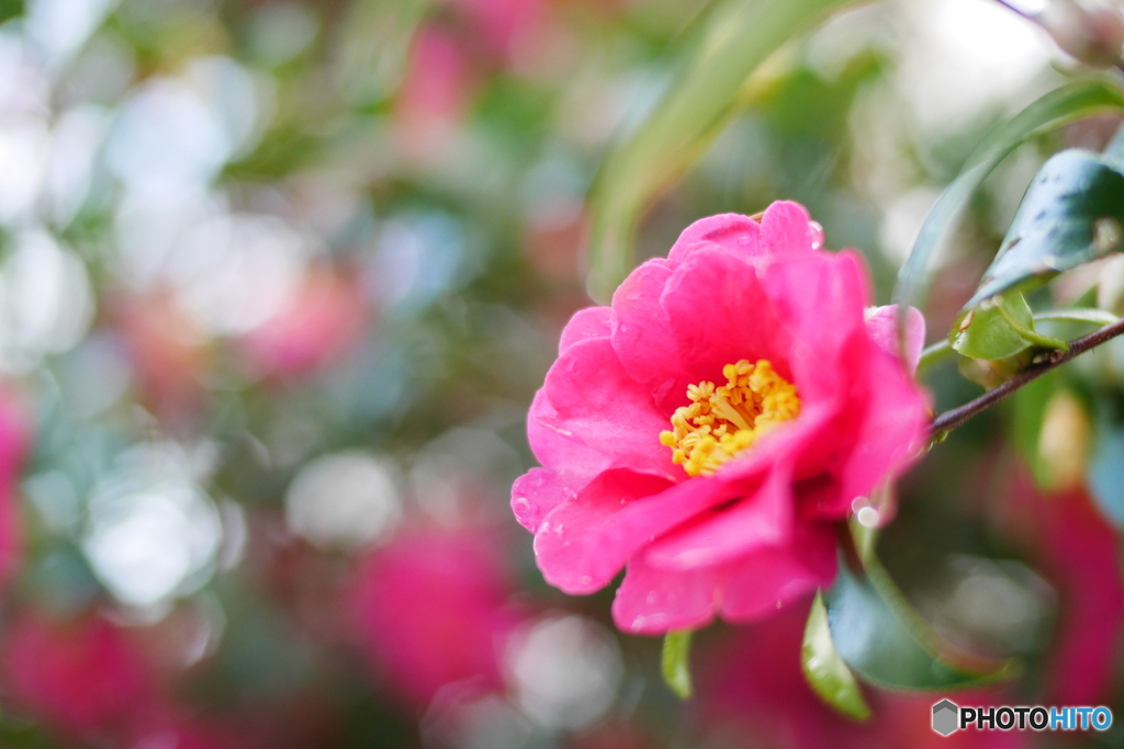 雨上がりの山茶花