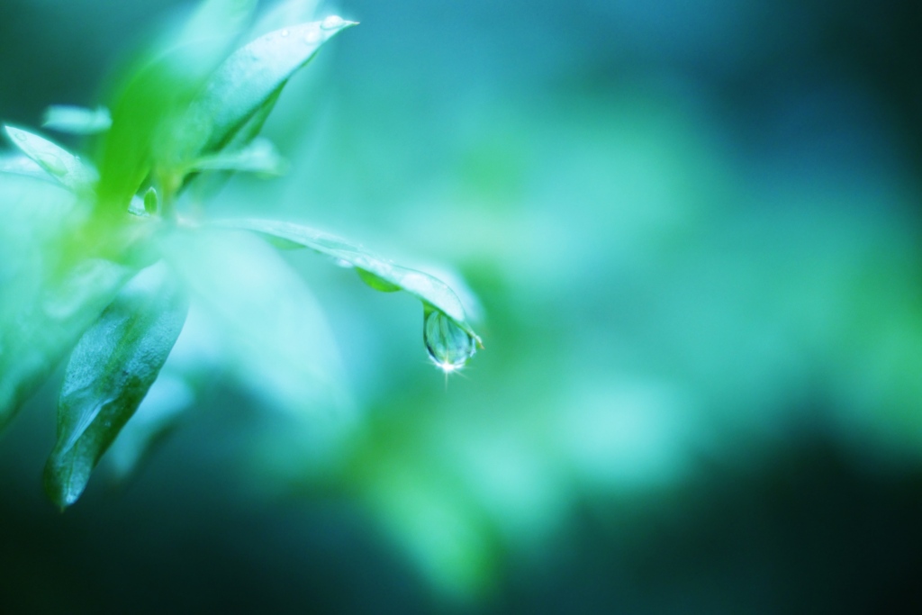 雨上がりの雫