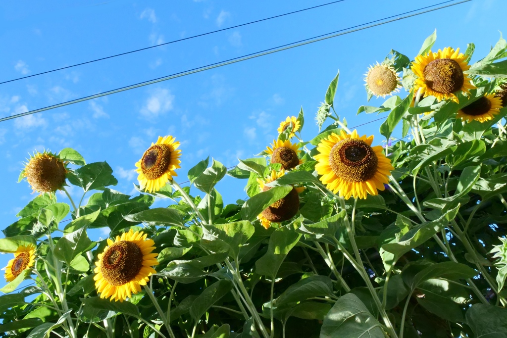 夏の朝