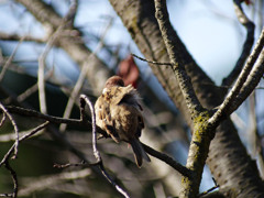 木枯らしチュン