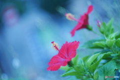 花壇の彩り