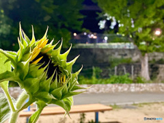 Night Sunflower