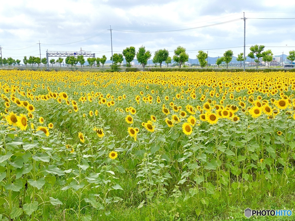 Yellow World