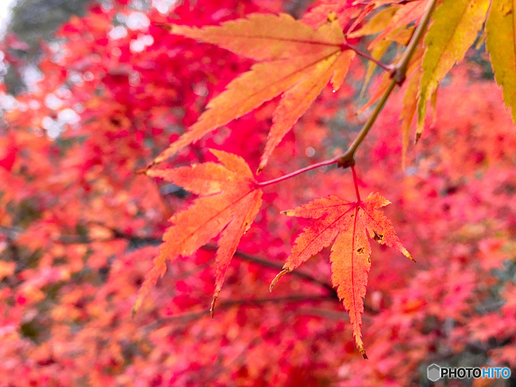 ふんわり紅葉