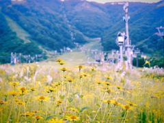 夏の白馬スキー場