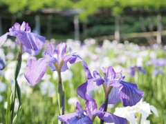後楽園の花菖蒲