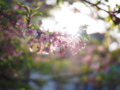 河津桜の透明感