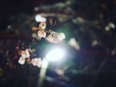 街灯と夜桜