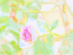 涼しい顔したバラ
