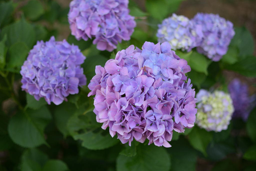 紫陽花