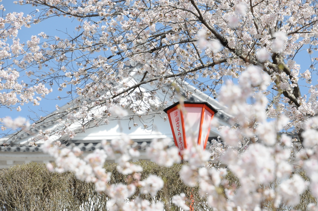 津山さくらまつり