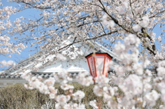 津山さくらまつり