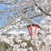 津山さくらまつり