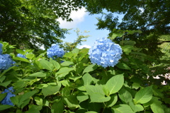 花の山寺