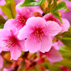 河津桜