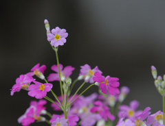 庭に咲いてた花