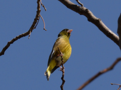 鳥の名前わかりません。