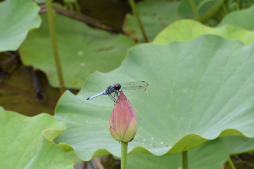 蓮 トンボ