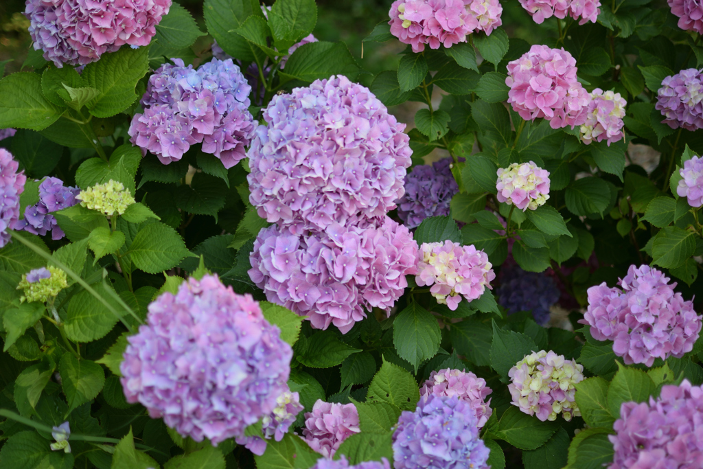 紫陽花
