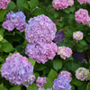 紫陽花