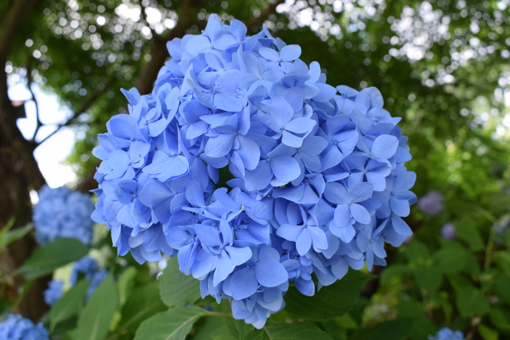 花の山寺