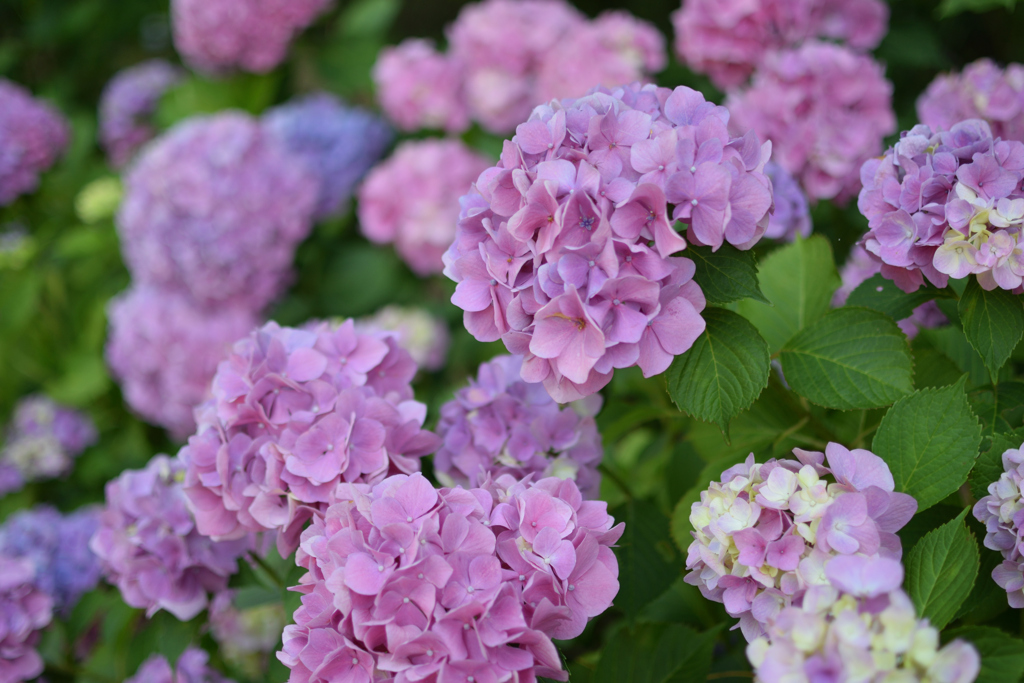 紫陽花
