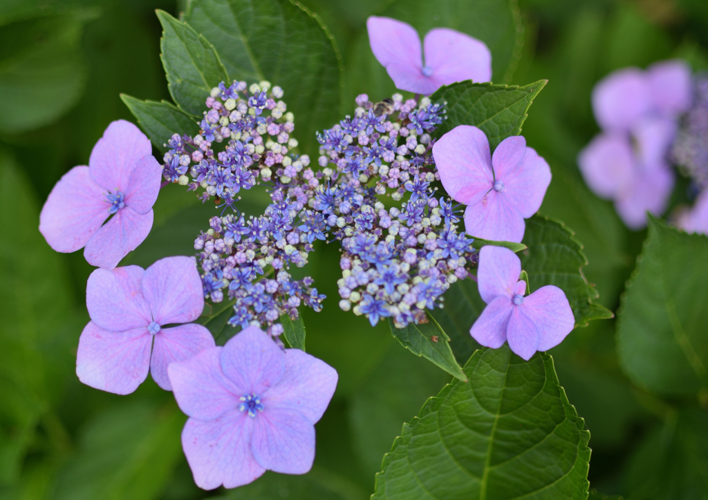 紫陽花