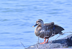 琵琶湖の水鳥