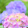 6月初旬の紫陽花