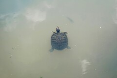池のアカミミガメ