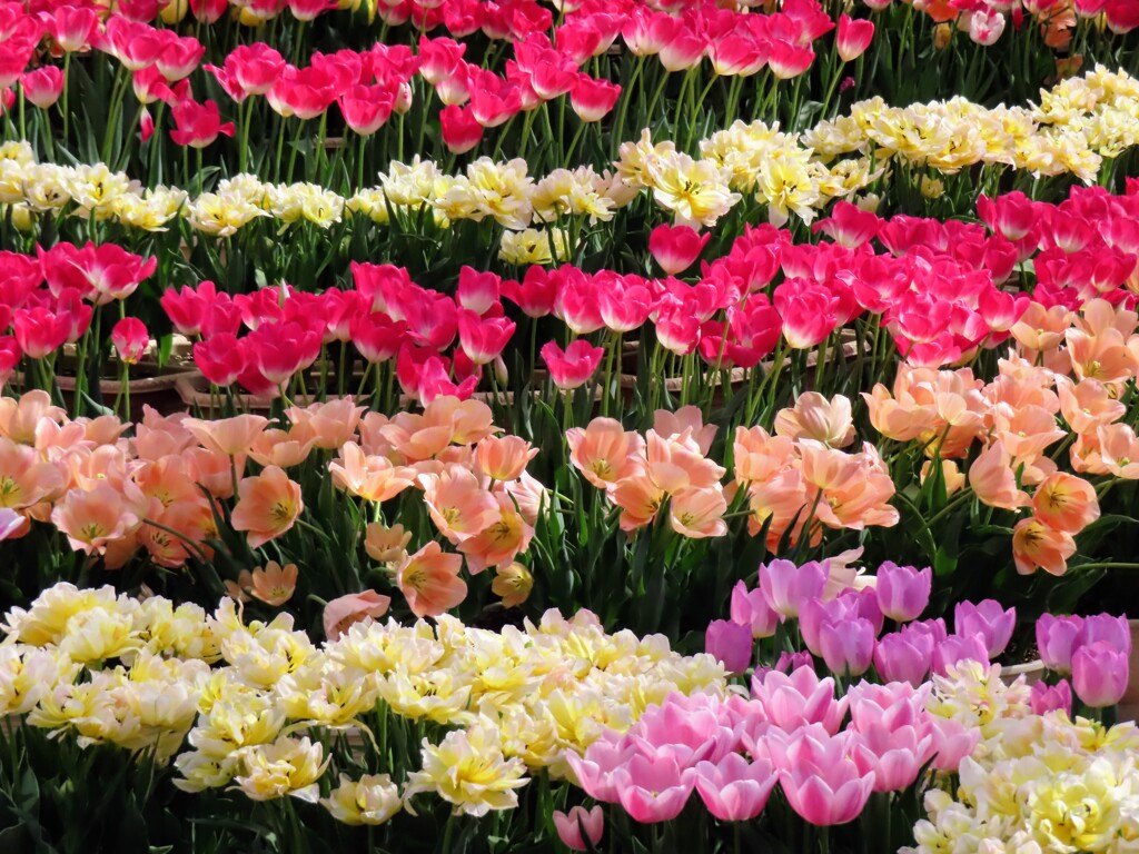 チューリップ