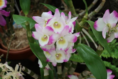 コウキセッコク