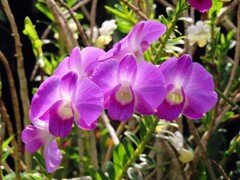 デンドロビウム・ビギバム