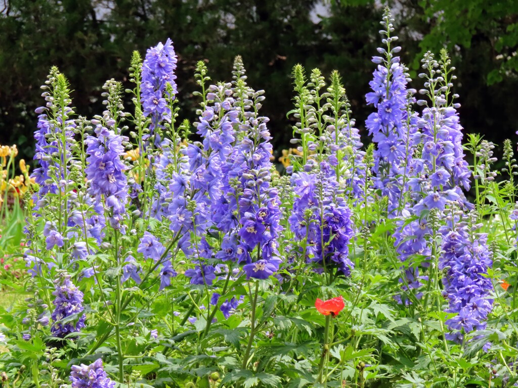 デルフィニウム・エラツム