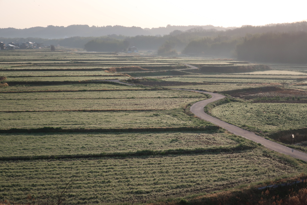 朝の田園