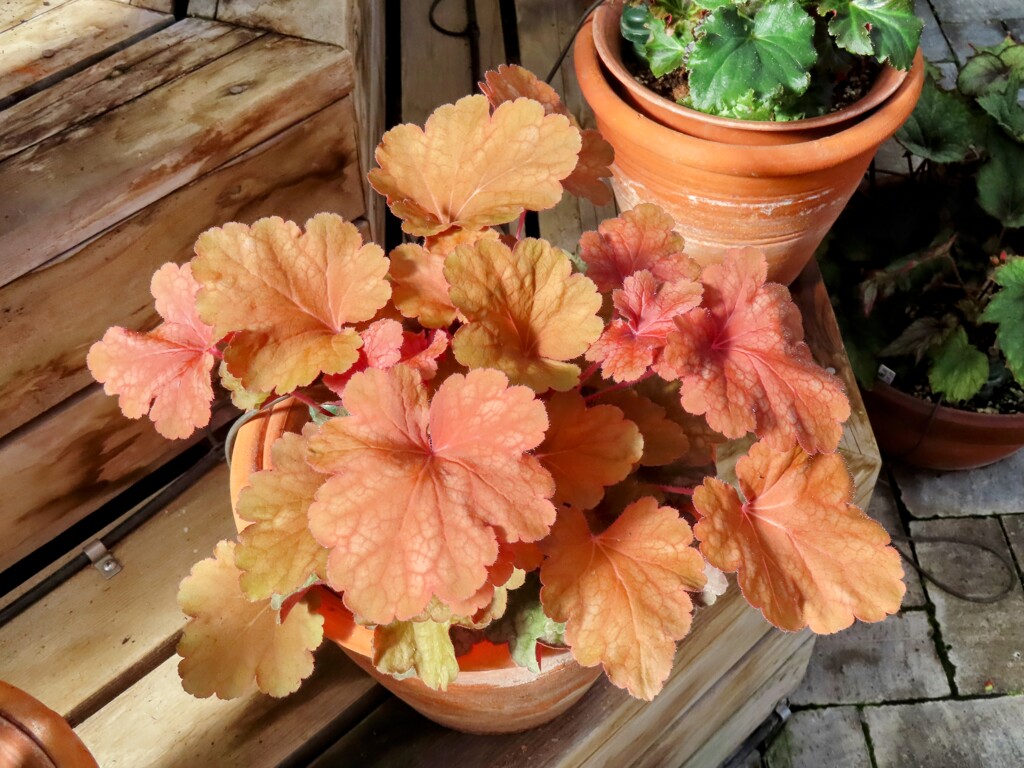 ヒューケラ・ビローサ