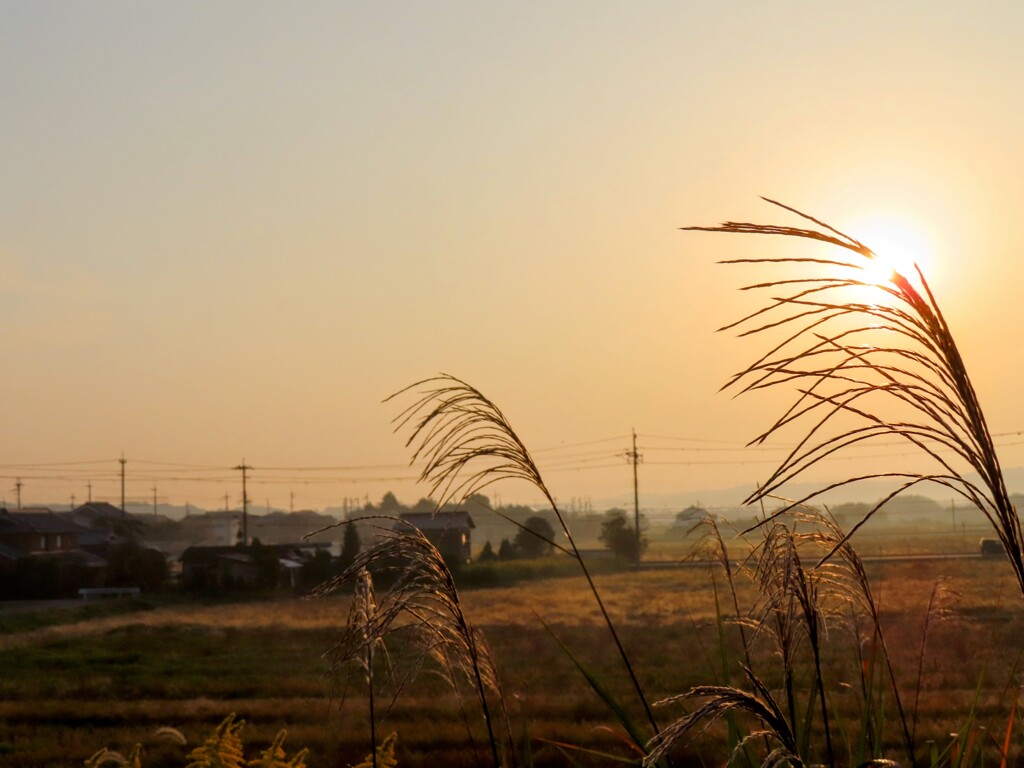 駐車帯路傍のススキ陽の光