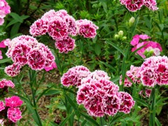 カーネーション