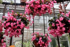 シロバナベゴニア