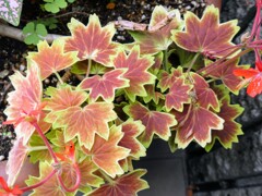 フィッシュゼラニウム